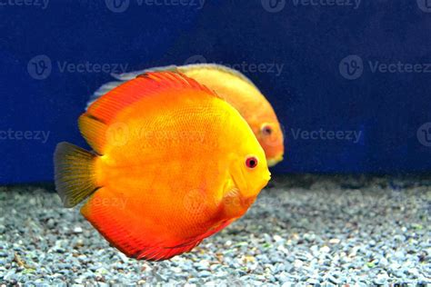 The Golden Sunset Discus Fish Stock Photo At Vecteezy