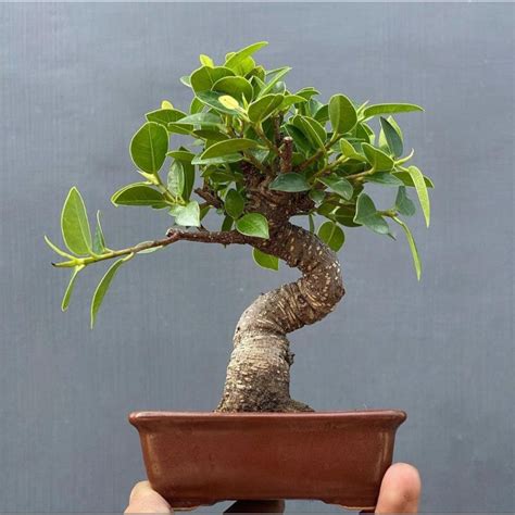 Jual Tanaman Bonsai Kimeng Ficus Microcarpa Medium Siap Tampil Cakri