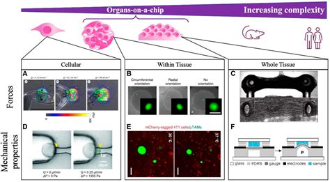 Frontiers Integrating Mechanical Sensor Readouts Into Organ On A Chip