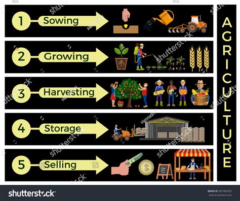 Main Steps Agricultural Practices Vector Infographics: vector de stock ...