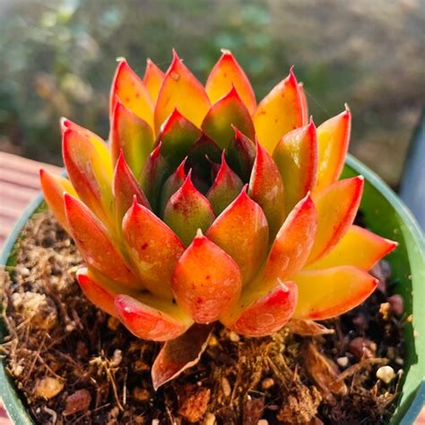 Echeveria Elegans Cluster Rare Succulent Live Plant Etsy