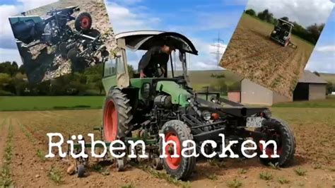 Rüben hacken mit FENDT Gt 231 YouTube