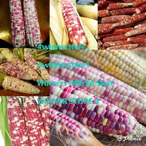 Jual Bibit Benih Jagung Merah Putih 50 Butir Shopee Indonesia