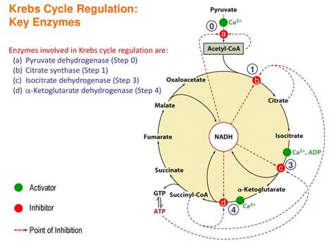 Iii Metabolic Biochemistry Ppt Download