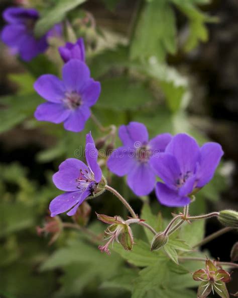 Purple Wildflowers Stock Photo Image Of Garden Grass 43495740