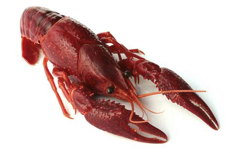 Bestofswla What Louisianans Wish Others Knew About Boiled Crawfish