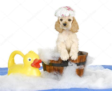 Puppy bath time — Stock Photo © willeecole #13883842