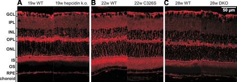 Retinal Fpn Immunofluorescence In Hepcidin Ko C326s Mutant And Download Scientific Diagram