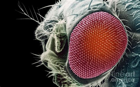 Fruit Fly Head With Compound Eyes Photograph By Dr Richard Kessel And