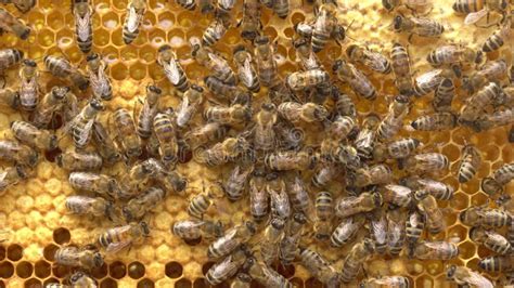 Honey Bee Brood Honeycomb Brood Care The Birth Of A Bee Worker Bee Emerging From Cell Stock