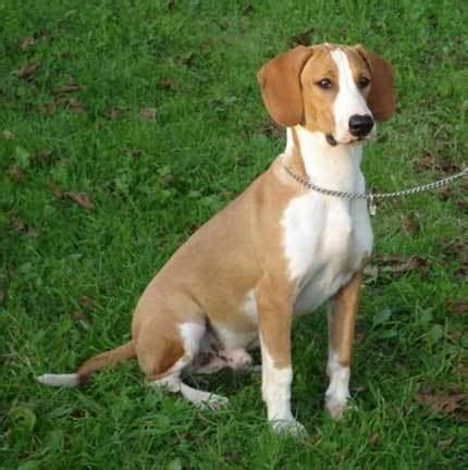 Hygen Hound - Alchetron, The Free Social Encyclopedia