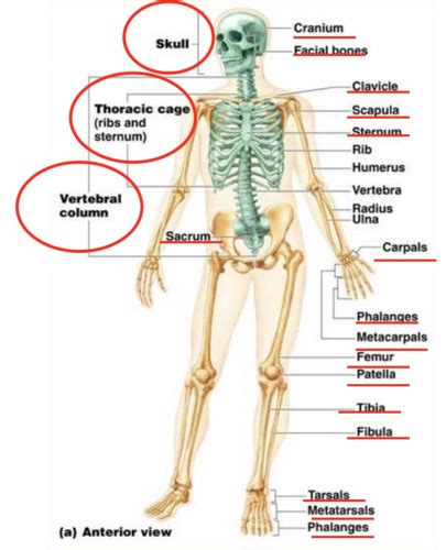 Set Overview Of The Axial Appendicular Skeleton Flashcards Quizlet