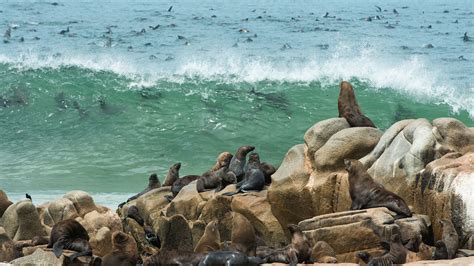 Cape fur seal colony at Cape Cross | Skeleton Coast | andBeyond