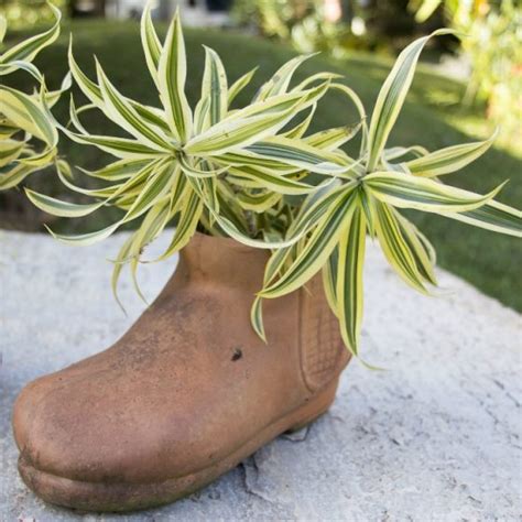 Shoe Planters Recycled Footwear Makes Great Boot Planters Updated