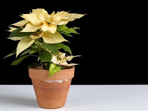 Gorgeous New Poinsettia Varieties To Keep Holiday Spirits Bright Sunset