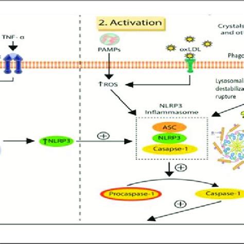 Two Signal Activation Of Nlrp Inflammasome Activation Of The Nlrp