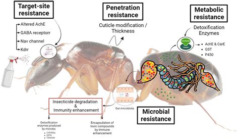 Frontiers Insights Into Insecticide Resistance Mechanisms 59 OFF