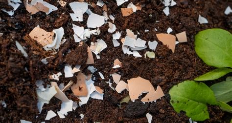 Ways To Use Eggshells For Plants