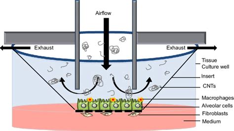 Experimental Design Of A Lung Co Culture System To Study The Fibrotic