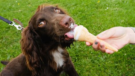 Estos Son Los Alimentos Que Nunca Le Debes Dar A Tu Perro Son Un