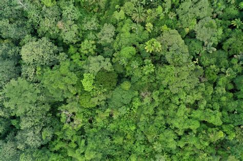 Tropical Forests Nearing Critical Temperatures Thresholds