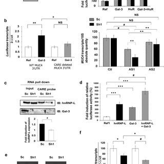 Mechanism Of Action Of Galectin On The Utr Of Muc Mrna A Left