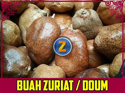 Manfaat Buah Zuriat Untuk Promil Dan Kanker Buah Zuriat