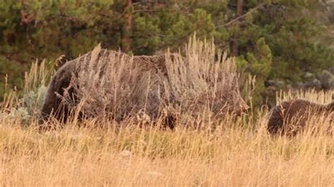 Mother Grizzly Bear And Her Four Cubs In Stock Video Pond5