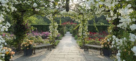 Rhs Rosemoor What To Expect At Britains Finest Rose Festival