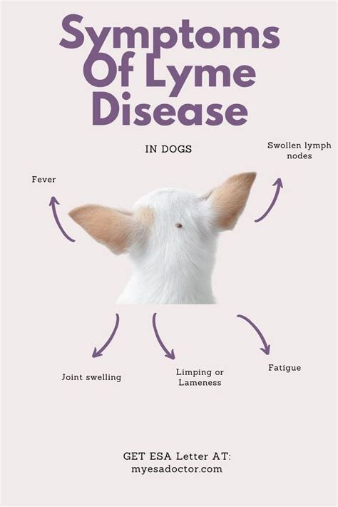 Lyme disease in dogs symptoms and treatment – Artofit