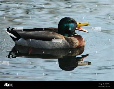 Dabbling Duck Hi Res Stock Photography And Images Alamy