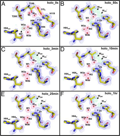 Tracking Solvent And Protein Movement During Co Release In Carbonic