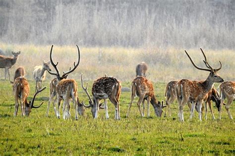 Suklaphanta National Park - Wonders of Nepal