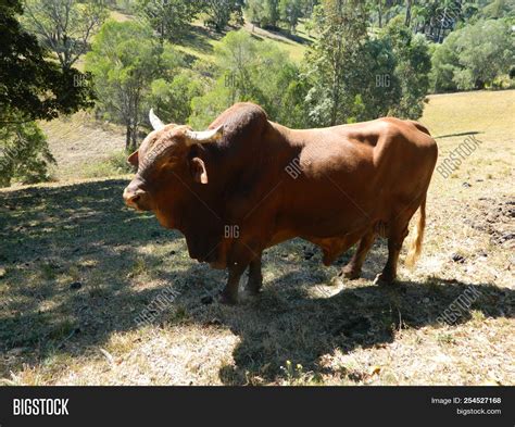 Large Brown Brahman Image & Photo (Free Trial) | Bigstock