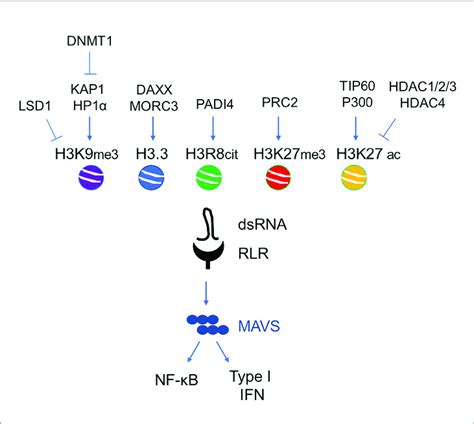 Main Histone Epigenetic Regulators Involved In Erv De Repression