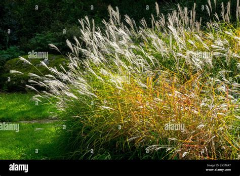 Miscanthus Sinensis Purpurascens Autumn Miscanthus Sinensis In Garden