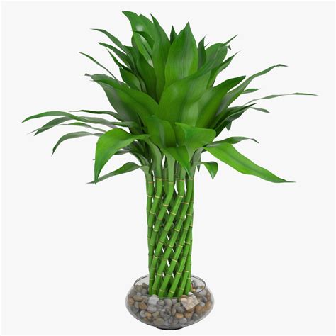 Lucky Ikea Bamboo Plant In The Vase 3d Model 28 Obj Fbx 3ds Max