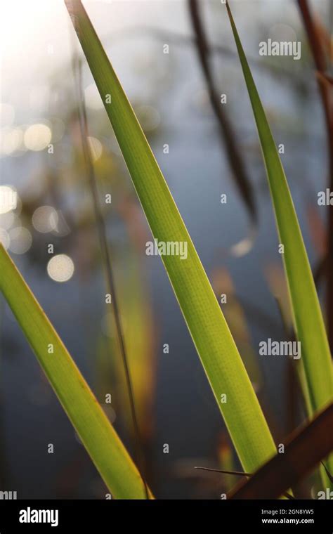 Pond Plants Reflecting In The Water On A Sunny Day Lincolnshire