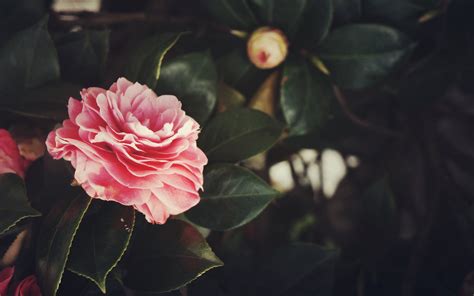 Wallpaper Flowers Red Plants Blossom Leaf Flower Flora Petal