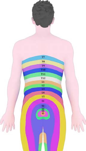 Sacral Spine Dermatomes