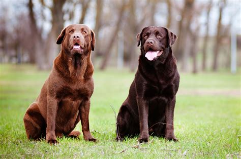 Labrador Retriever - My Doggy Rocks | Labrador retriever, Labrador ...