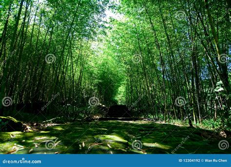 Floresta De Bambu Verde Foto De Stock Imagem De Completamente