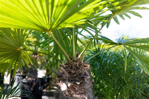 Windmill Palm Tree Root System