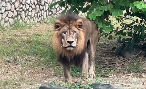 有沒有聽過獅子叫！ 高雄壽山動物園”立體音效環繞”傍晚準時開吼