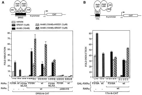 A Mutation Mimicking Ligandinduced Conformational Change Yields A