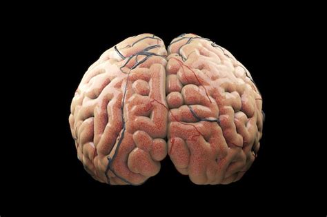 Premium Photo Close Up Realistic Brain Concept 3d Render