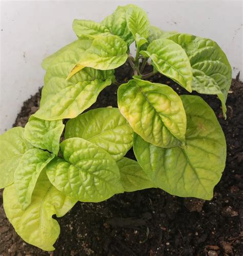 Why Pepper Plant Leaves Falling Off Causes And Prevention