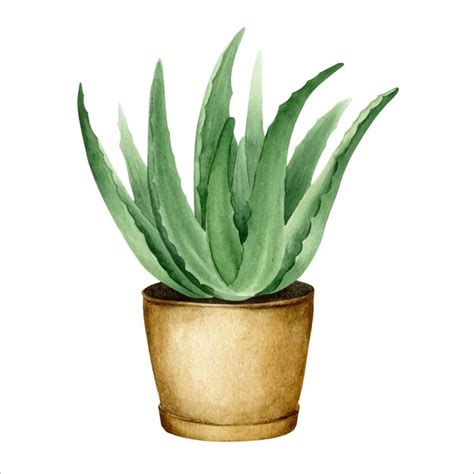 Planta de aloe vera en maceta planta de interior suculenta ilustración