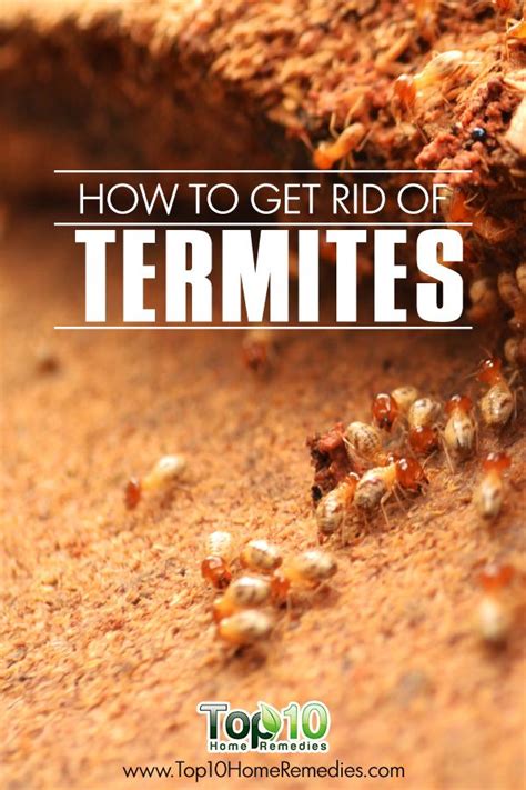 How To Get Rid Of Termites Top 10 Home Remedies Termite Treatment