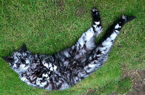 Космокот Scrappy / космокот :: котик :: scrappy :: котэ (прикольные ...